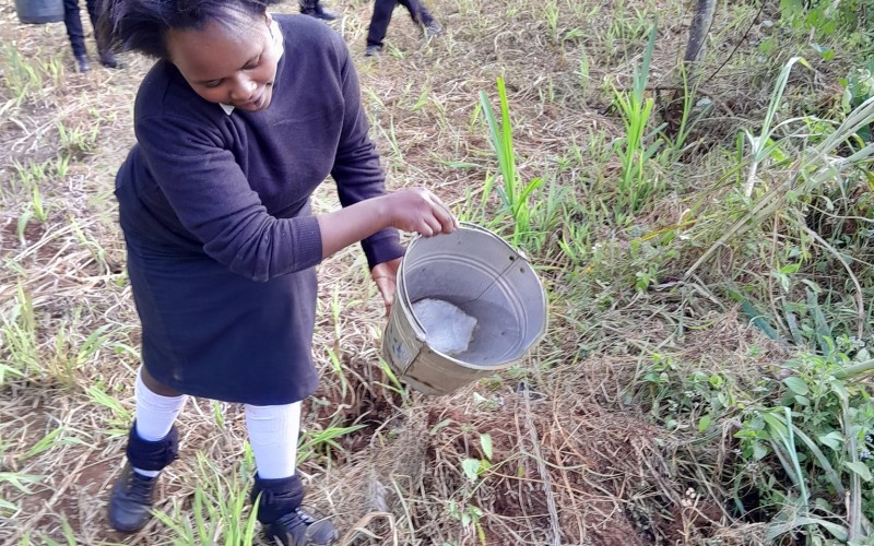 Tree planting